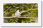 Bee Hummingbird