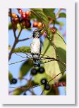Bee Hummingbird