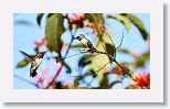 Bee Hummingbird