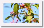 Bee Hummingbird