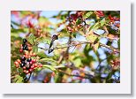 Bee Hummingbird