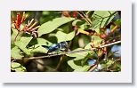 Bee Hummingbird