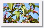 Bee Hummingbird