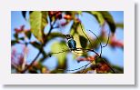 Bee Hummingbird