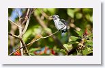 Bee Hummingbird