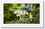 Bee Hummingbird