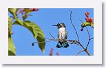 Bee Hummingbird