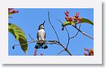 Bee Hummingbird