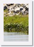Pied-Bill Grebe