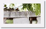 Yellow-faced Grassquits and Cuban Grassquits