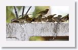 Yellow-faced Grassquits and Cuban Grassquits