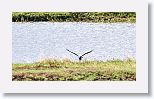 Snail Kite