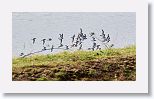 Least Sandpipers