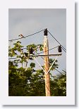 White-winged Dove