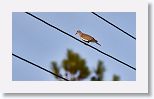 White-winged Dove