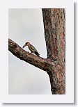 West Indian Woodpecker