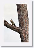 West Indian Woodpecker