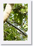 Black-whiskered Vireo