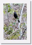 Cuban Bullfinch