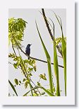 Red-legged Honeycreeper