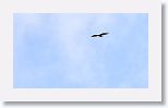 Broad-winged Hawk