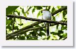 Cuban Solitaire