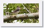 Cuban Solitaire