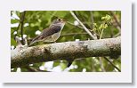 Cuban Solitaire
