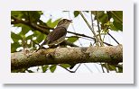 Cuban Solitaire