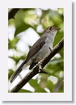 Cuban Solitaire