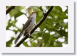 Cuban Solitaire