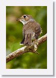 Cuban Solitaire