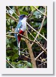 Cuban Trogan