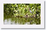 Green Heron