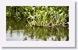 Green Heron