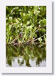 Green Heron