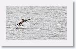 Brown Pelican