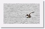 Brown Pelican