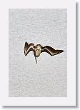 Brown Pelican