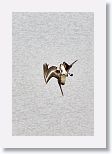 Brown Pelican