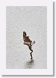 Brown Pelican