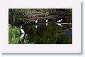 Great Egret and White Ibis in breeding plumage