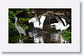 Great Blue Heron and Wood Storks
