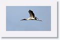 Wood Stork