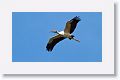 Wood Stork