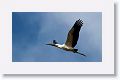 Wood Stork