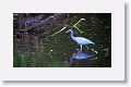 Little Blue Heron in breeding plumage