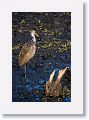 Limpkin with Apple Snail