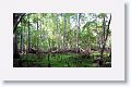Cypress knees