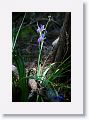 Blue Flag Iris